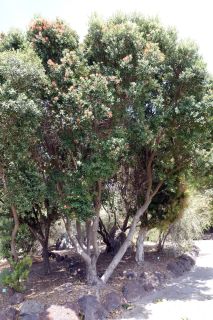 GC-Jardin Botanico Viera 2019-20.JPG